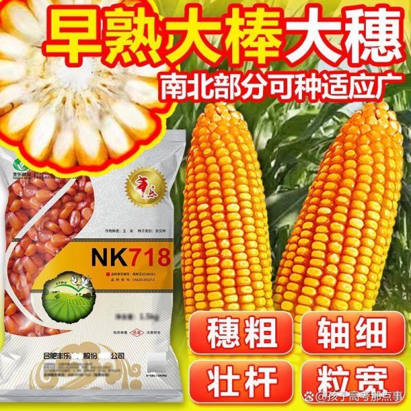 中国配资网开户 双国审NK718玉米种：从黄淮海到西南，凭啥成为种植户心头好？